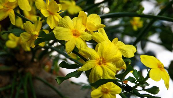 Jasmim-Amarelo: Como Cuidar, Fazer Mudas e Características