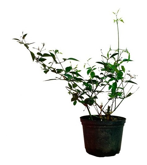 Jasmim-dos-Açores no Vaso