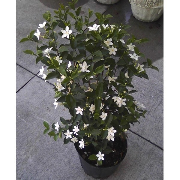 Como Plantar e Cultivar Jasmim em Vaso e Apartamento?