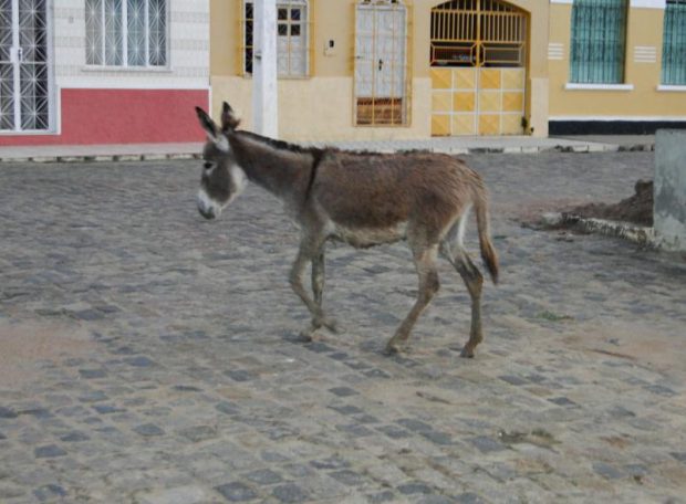 Jegue Andando na Cidade