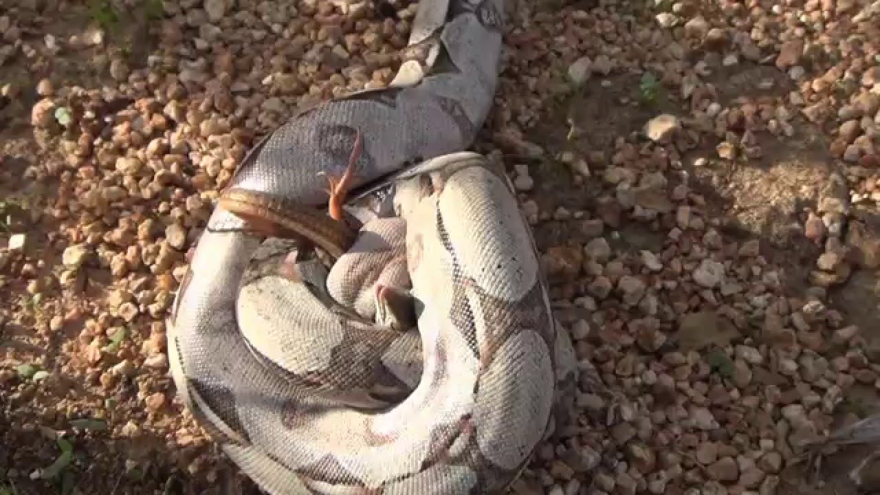 Jiboia Comendo um Lagarto