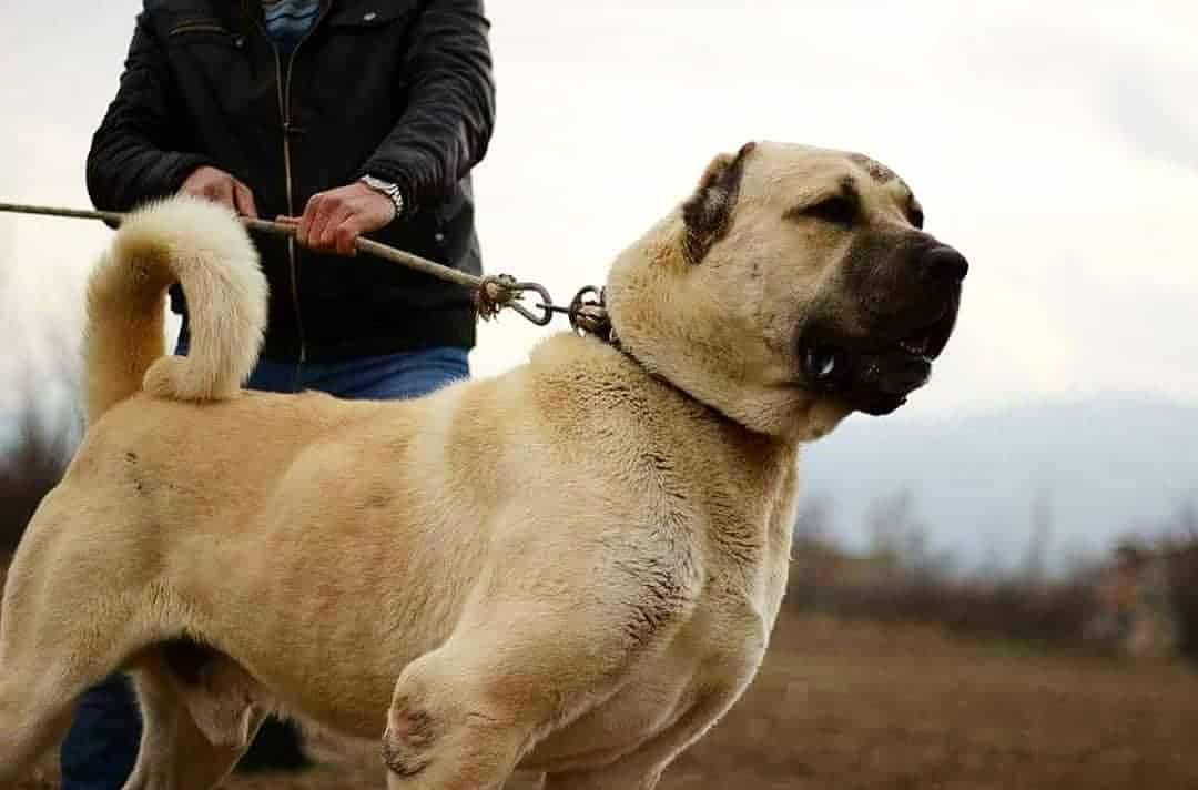 Kangal