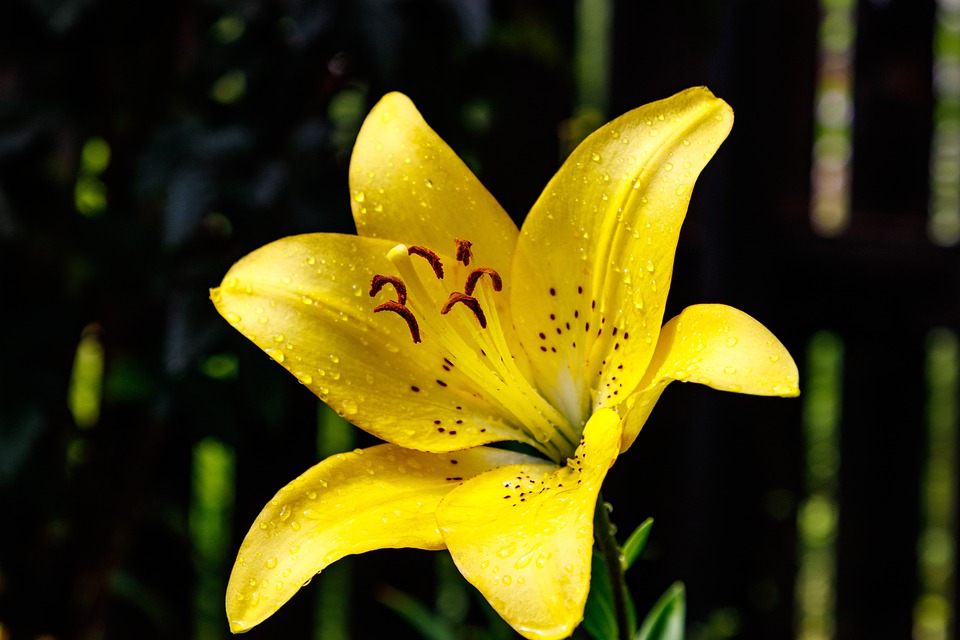 Flor Lírio De Dia: Características, Nome Cientifico E Fotos | Mundo Ecologia Flor Lírio De Dia: Características, Nome Cientifico E Fotos | Mundo Ecologia