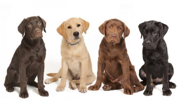 Labrador Retriever 4 Cores