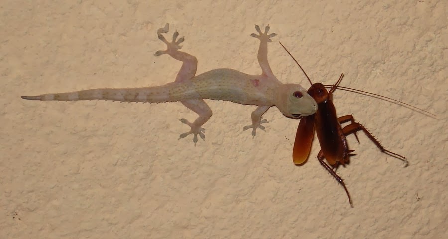 Lagartixa Doméstica Comendo Barata 