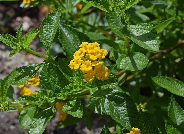 Lantana Amarela