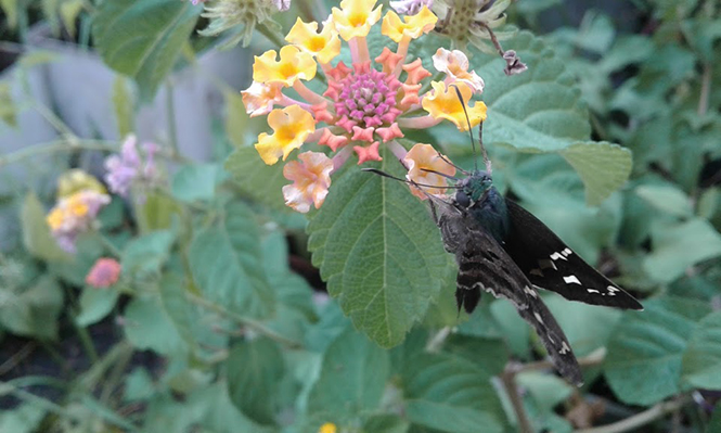 Lantana Camara Em Casa