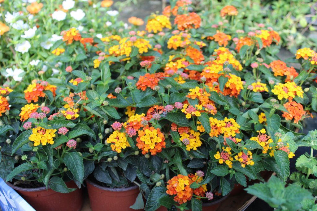 Lantana Camara Como Cuidar, Fazer Mudas e Características Mundo Ecologia