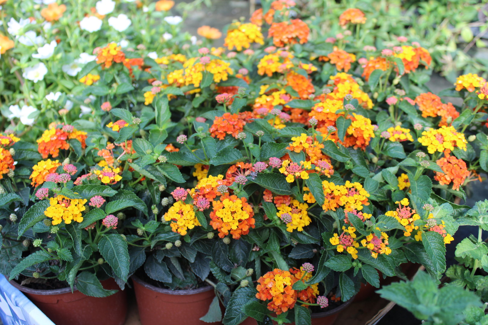 Lantana Camara no Vaso