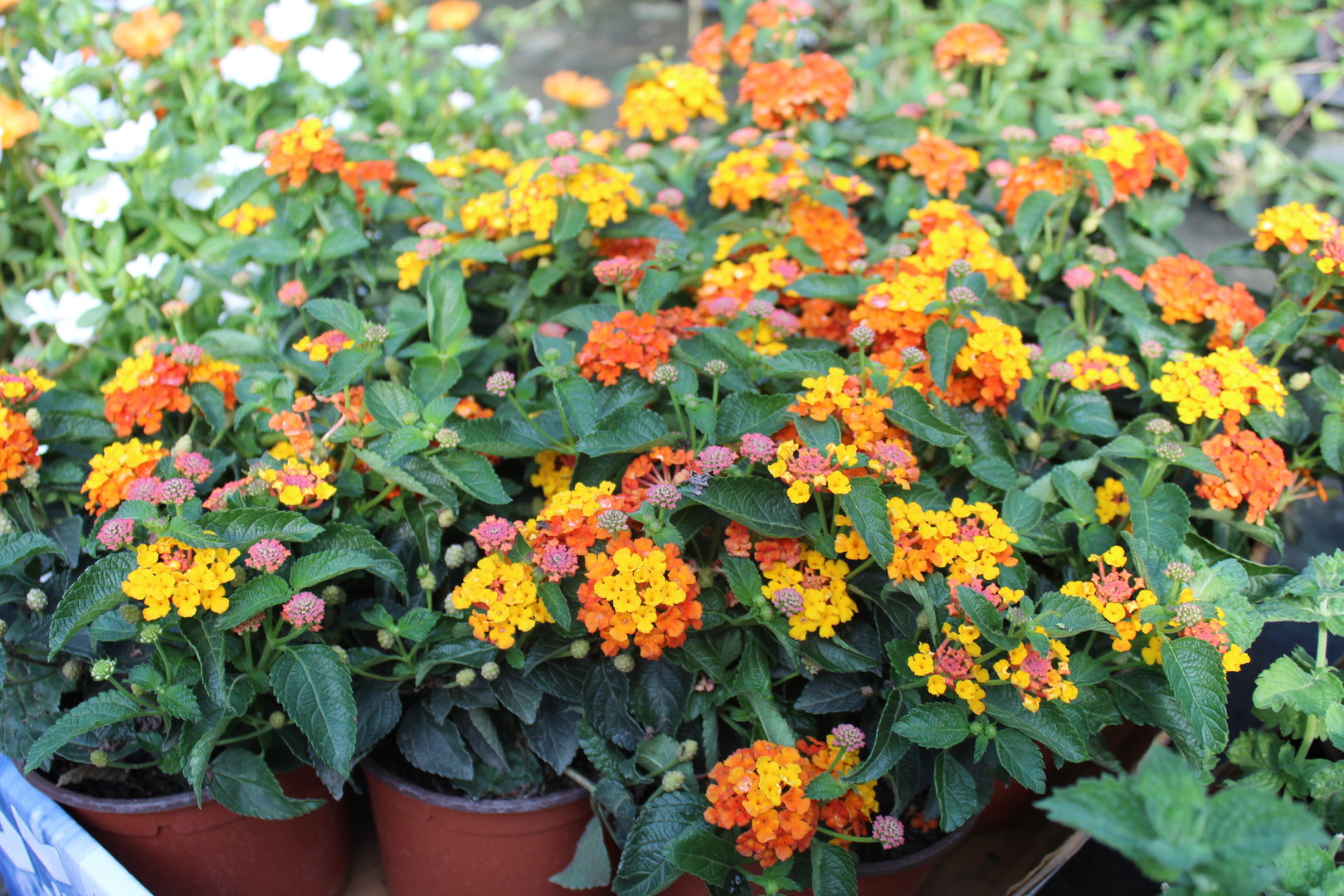 Lantana Camara no Vaso 