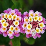 Lantana Roxa e Branca