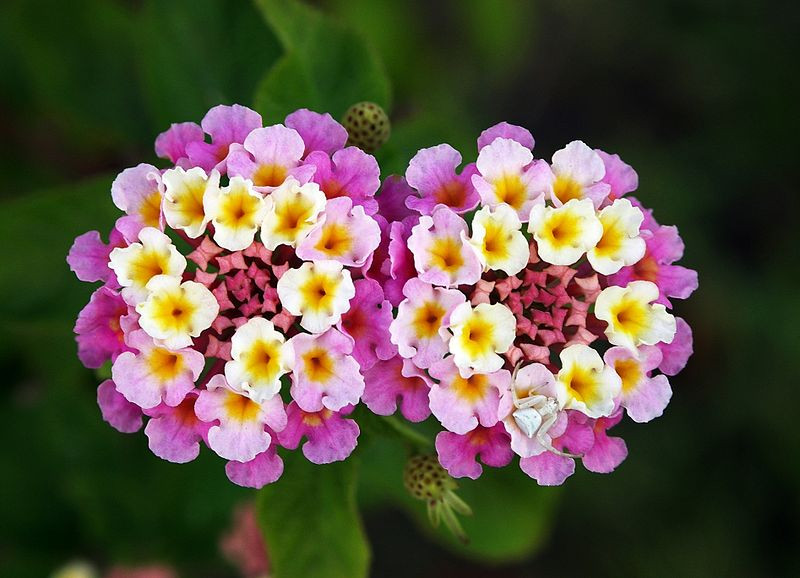 Lantana Roxa e Branca