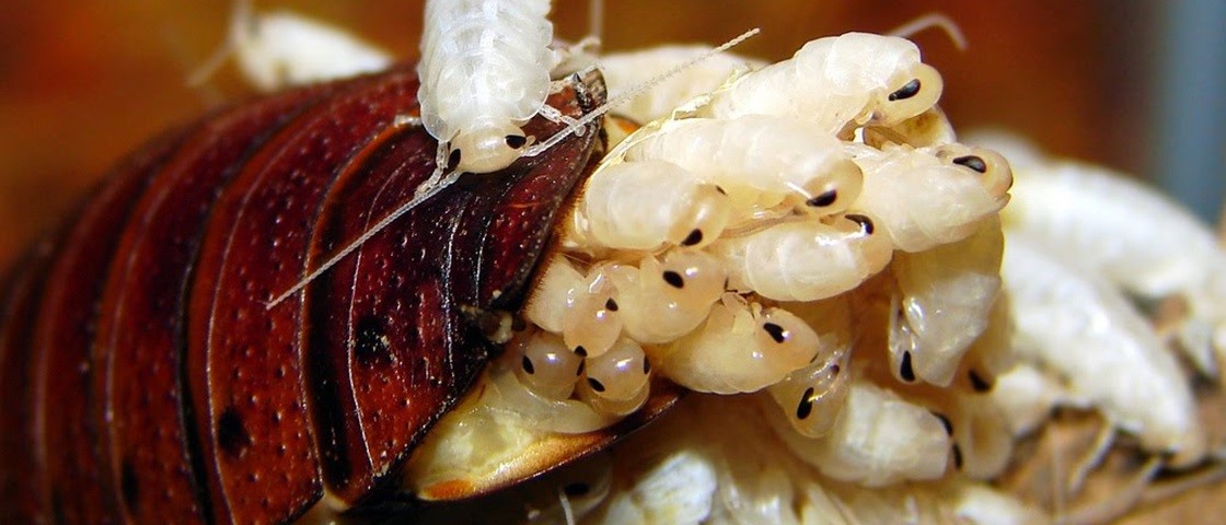 Larva de Barata 