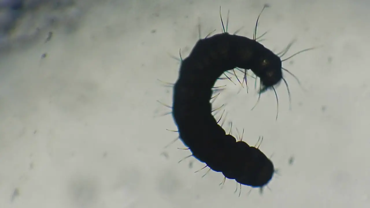 Larva de Pulga