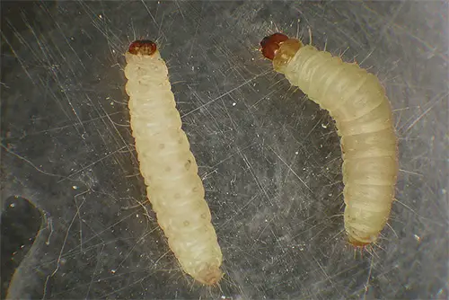 Larvas de Mariposa