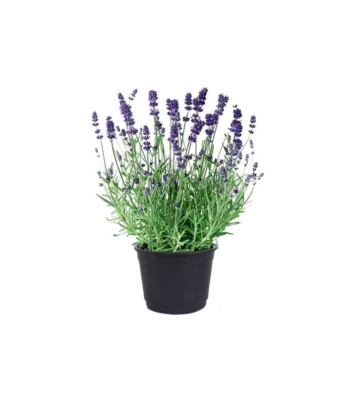 Lavanda