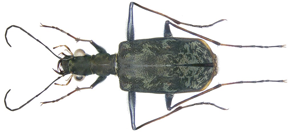 Leptognatha Rivalier