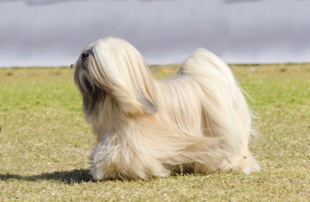 Lhasa Apso na Grama 