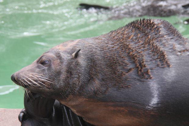 Lobo-marinho-de-guadalupe no Mar