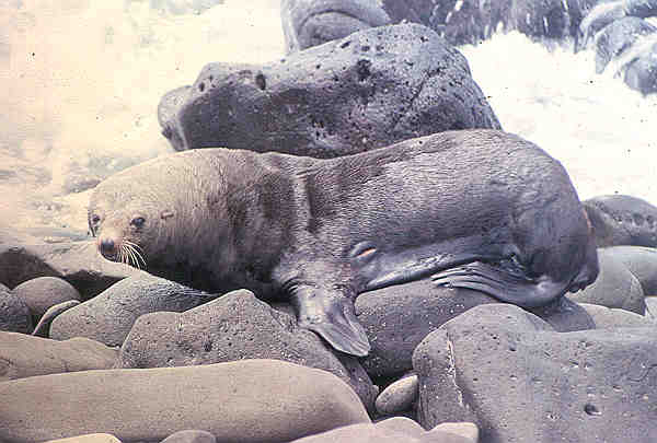 Lobo-marinho-de-guadalupe