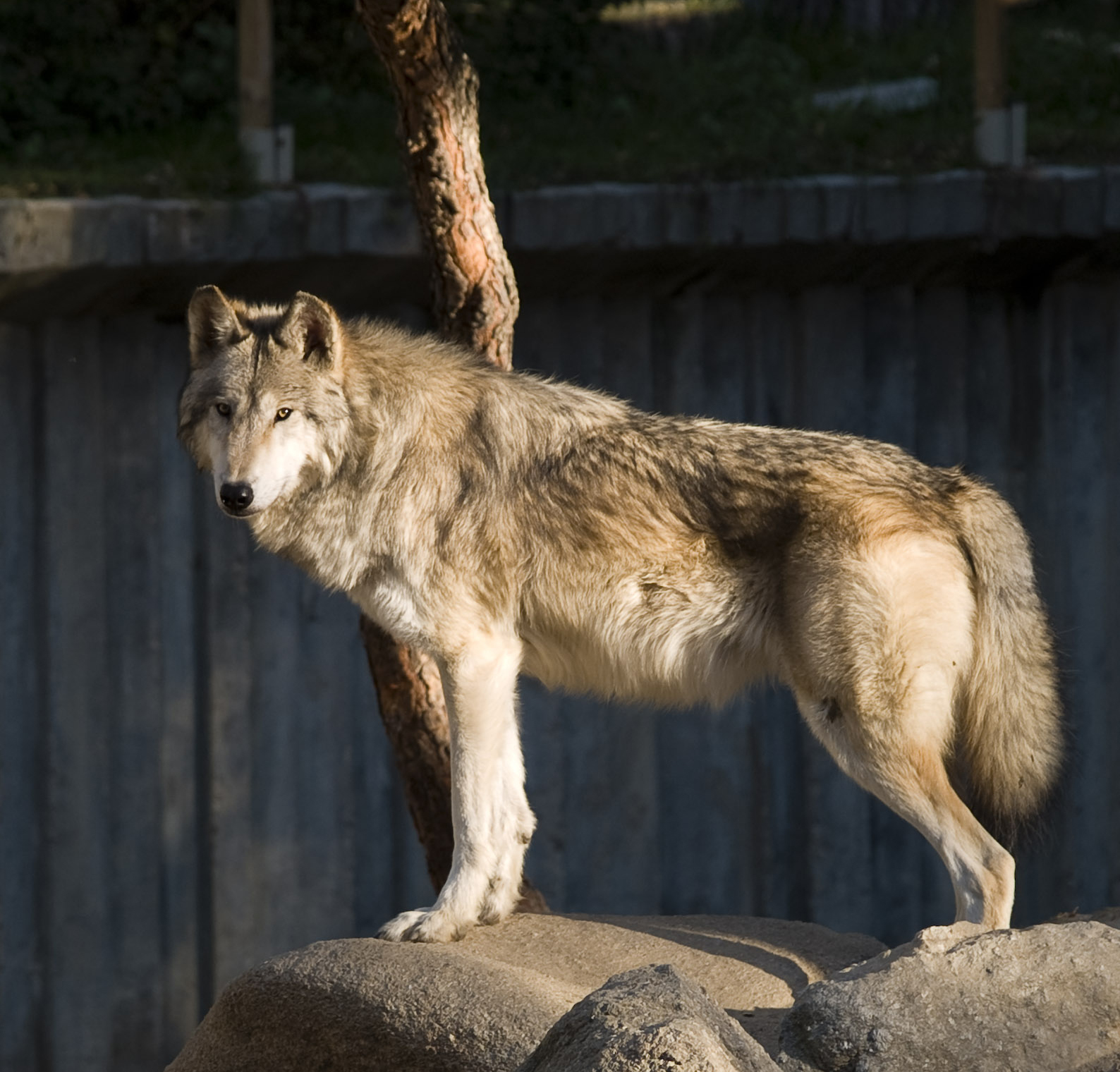 Lobo