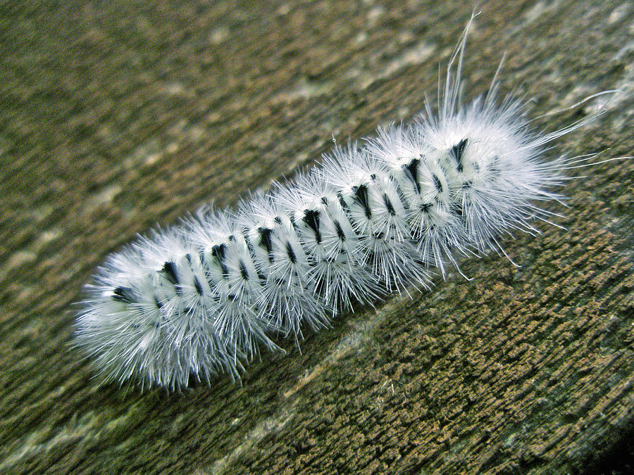 Lophocampa Caryae