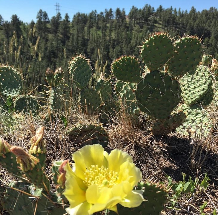 Língua do Diabo (Opuntia humifusa)