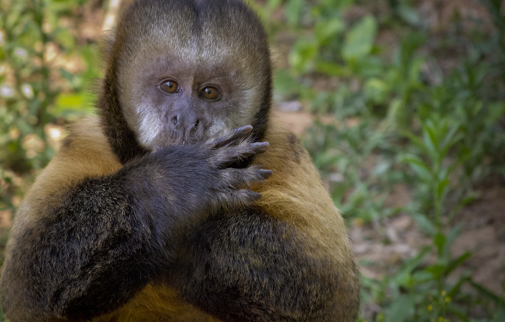 Macaco Prego Do Peito Amarelo