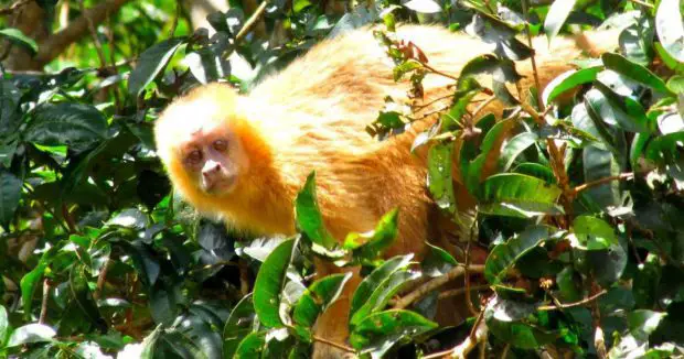 Macaco-Prego-Galego no Meio das Árvores 