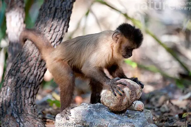 Macaco-Prego Mexendo Com Madeira 