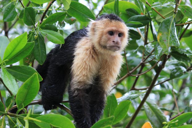 Macaco Prego de Cara Branca Na Árvore 