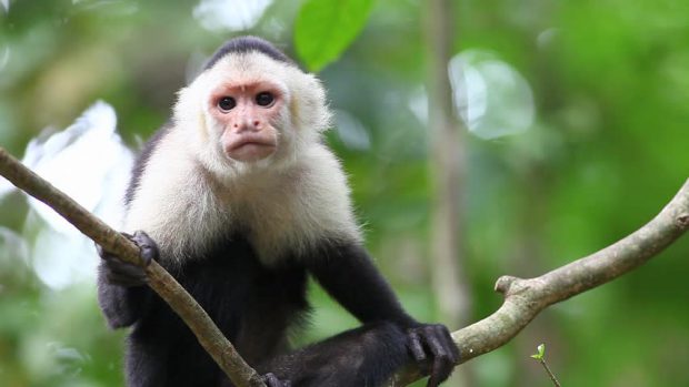 Um macaco branco com um rosto nele