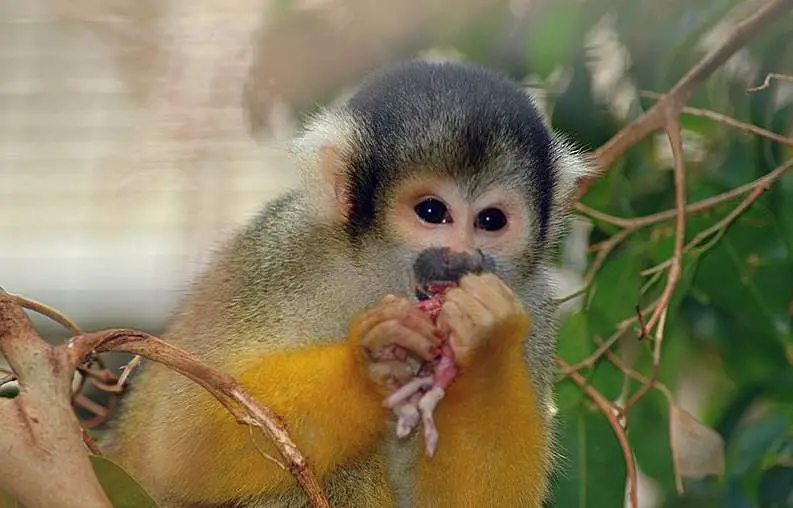 Macaco da Espécie Estrepsirrinas se Alimentando 