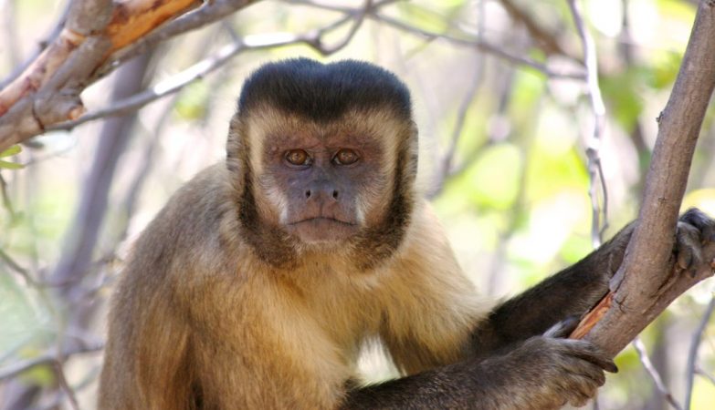 Quais Os Macacos Que Estão Em Extinção No Brasil E No Mundo?