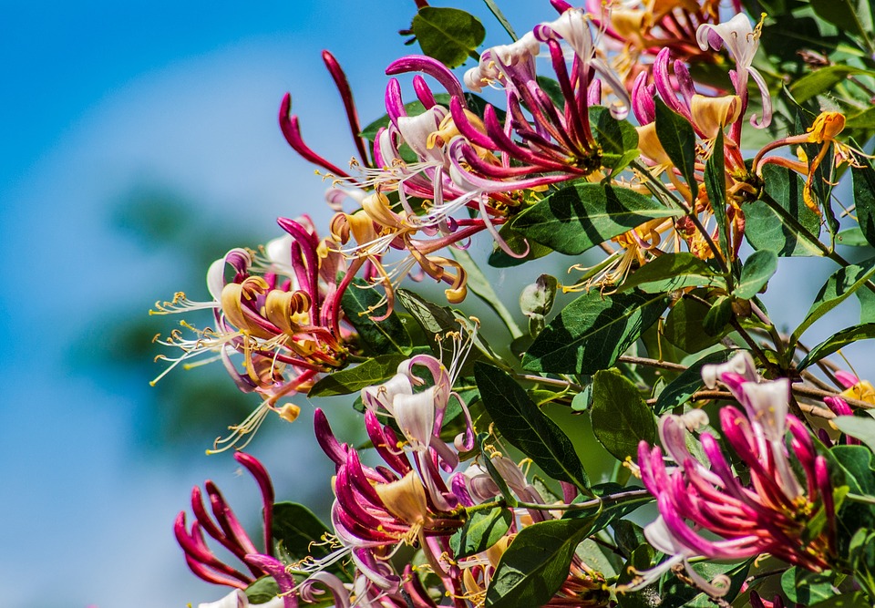 Madressilva Rosa e Amarela