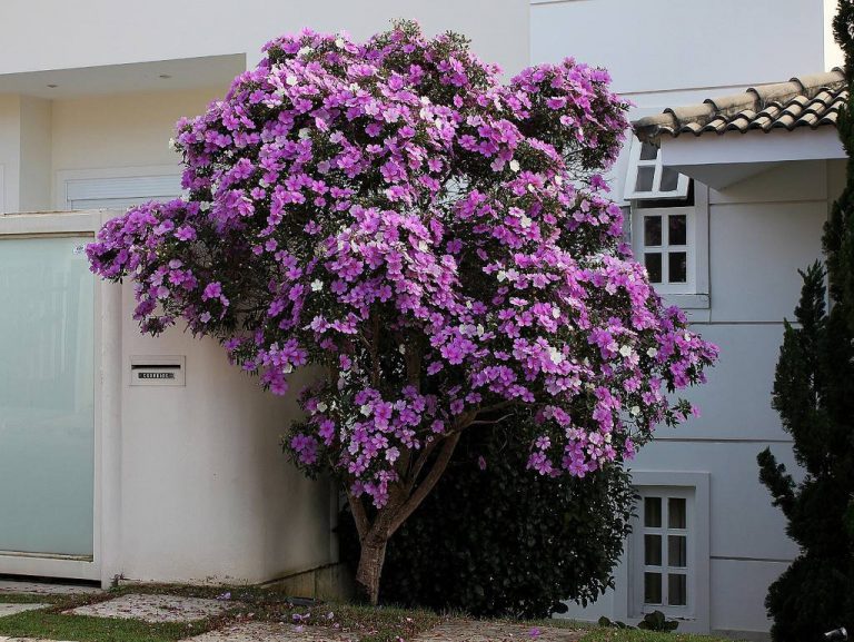 Qual é a Diferença do Manacá da Serra e da Quaresmeira? | Mundo Ecologia