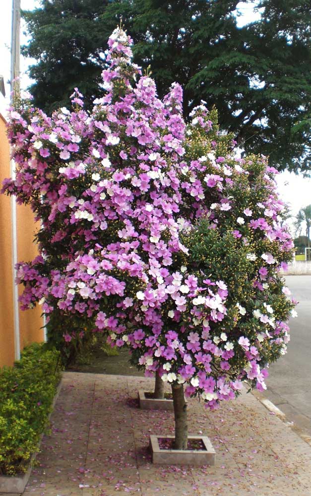 Como Cuidar da Manacá-da-Serra, Fazer Mudas e Podar