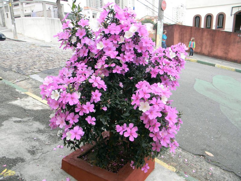 Manacá da Serra na Calçada