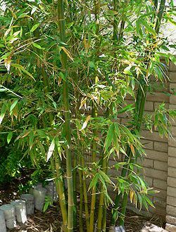 Bambu Metake Como Cultivar, Características e Fotos Mundo Ecologia