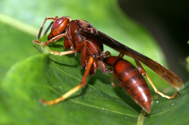 Qual é a Função do Marimbondo na Natureza?