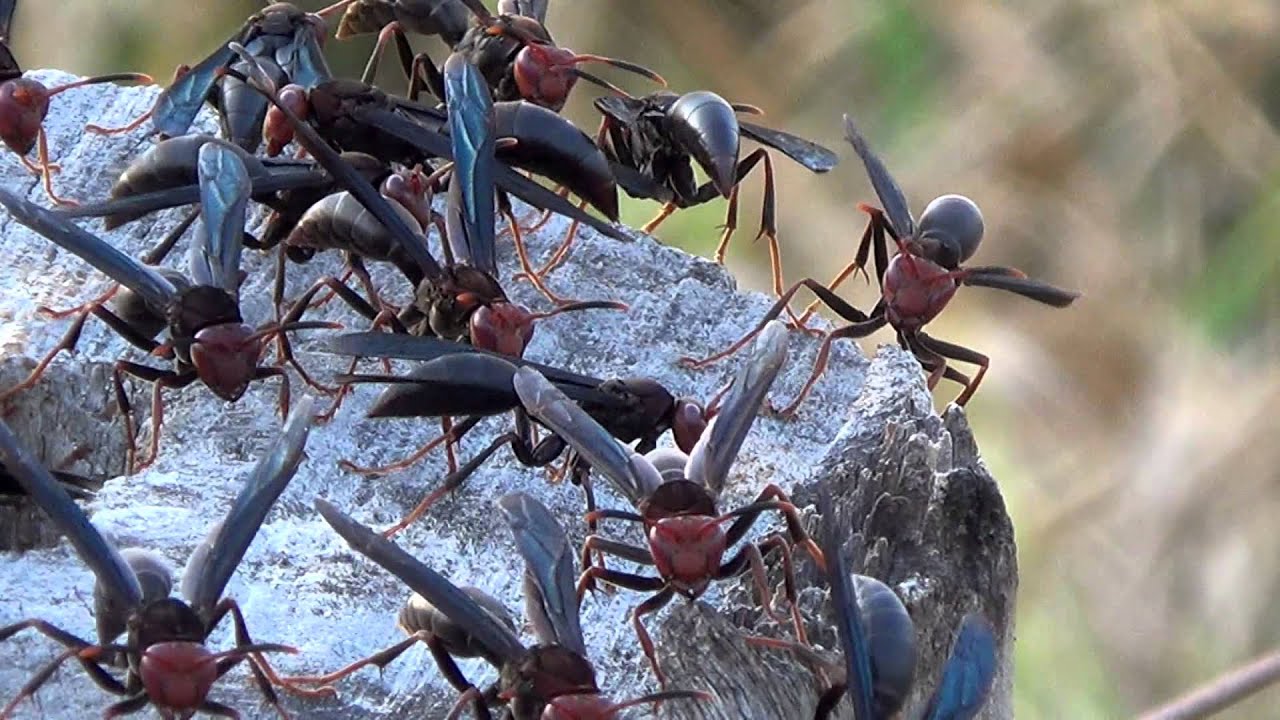 Marimbondo Cavalo: Caracteristicas, Nome Cientifico e Fotos