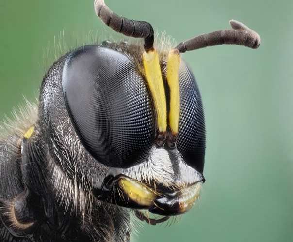 Marimbondo Paulistinha: Características, Nome Científico e Fotos