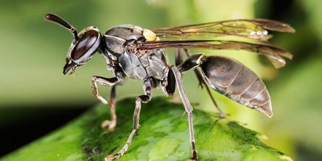 Tudo sobre o marimbondo: características, nome cientifico e fotos ...