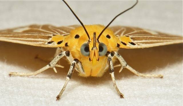 Reprodução da Mariposa: Filhotes e Período de Gestação