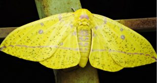 Mariposa Amarela