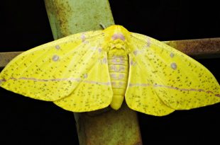 Mariposa Amarela