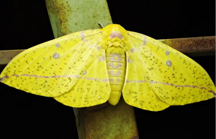 Mariposa Amarela 