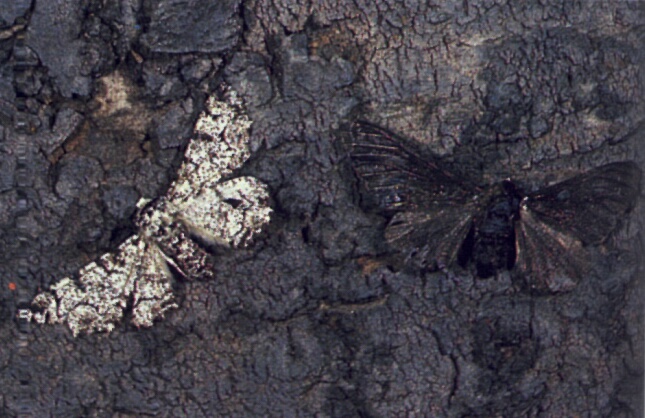 Mariposa Apimentada no Tronco de uma Árvore 