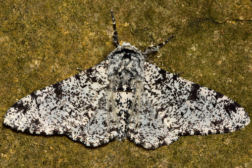 Mariposa Apimentada 