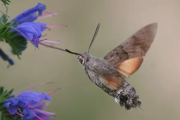 Mariposa Beija Flor 